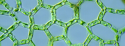 Foto: Antonio Guillén / Flickr