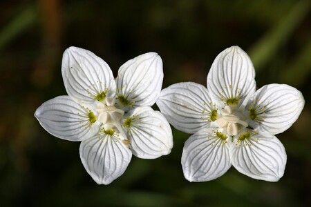 Silně ohrožená tolije bahenní v přírodní památce Velká louka.