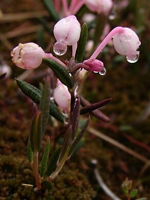 Glaciální relikt kyhanka sivolistá v přírodní rezervaci Jelení lázeň.