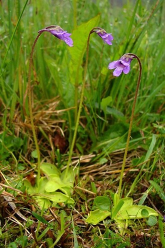 Masožravá tučnice obecná v národní přírodní rezervaci Bukačka.