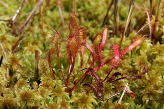 Rosnatka anglická na rašeliništi Wielkie Torfowisko Batorowskie v nedaleké pískovcové oblasti Góry Stołowe.
