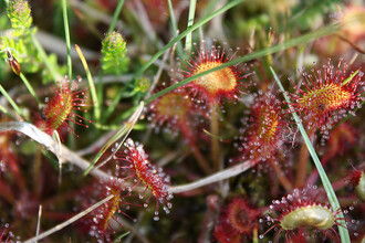 Jsou to především vojenské újezdy, kde se přírodě daří. Jedním z příkladů je nová CHKO Brdy, kde se vyskytuje třicítka druhů zvláště chráněných rostlin, například rosnatka okrouhlolistá