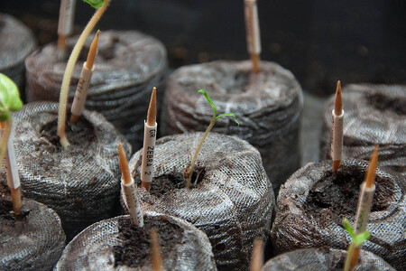 Britská vláda oznámila, že kvůli ochraně přírody se postupně přestane používat rašelina pro veškeré zahradnické využití. Na snímku raší z rašelinového substrátu rajče