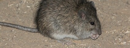 Krysa Rattus villosissimus Foto: Tindo2 - Tim Rudman Flickr