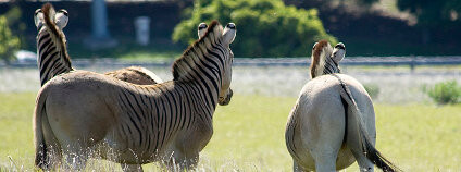 Rauova kvaga - znovuvyšlechtěný druh vyhynulé zebry kvagy v JAR Foto: Oggmus / Wikimedia Commons