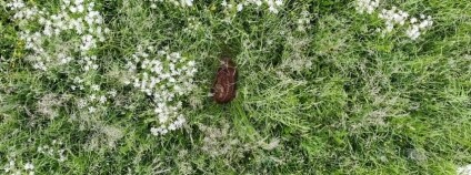 Foto: Stop sečení srnčat