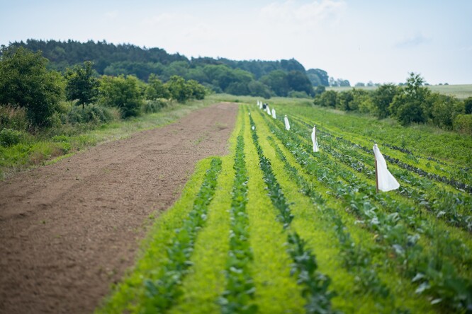 Regenerace půdy a krajiny Jagava Permafarmy.