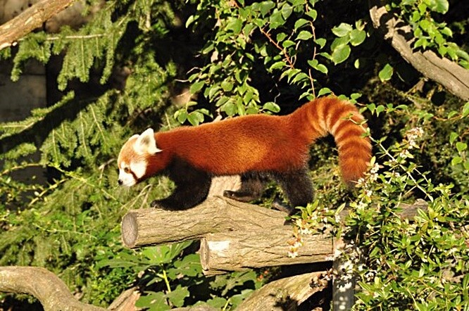 Pandy červené jsou velmi choulostivé šelmy a jejich chov je náročný. Pražská zoologická zahrada začala s jejich chovem v roce 1955 a poprvé se jí podařilo odchovat mládě v roce 2012, kdy se Pat stal otcem mláděte Akima. Samice Regica (na obrázku) se narodila loni 3. července v zoo v Zahřebu.
