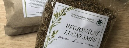 Regionální luční směs. Foto: Tereza Flečková ČSOP