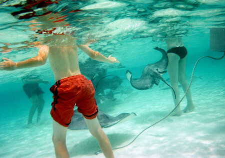 Přes milion turistů ročně zamíří k podmořským písečným dunám na Grand Cayman, aby si zaplavali s rejnoky.