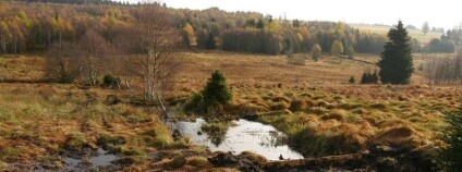 Zhůří - zablokované kanály, 1 rok po revitalizaci Foto: Iva Bufková / Správa NP Šumava