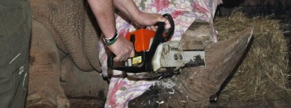 Foto: Simona Jiřičková / ZOO Dvůr Králové