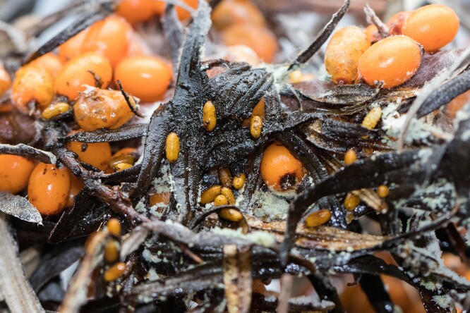 Pupárium vrtule rakytníkové.