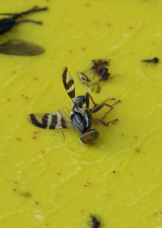 Vrtule rakytníková