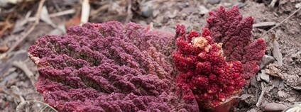 Reveň tibetská Foto: Martin Macek ibot.cas.cz