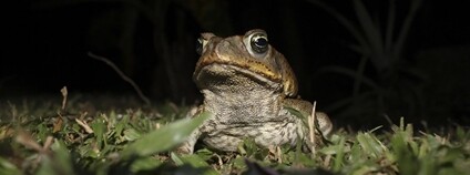 Ropucha obrovská Foto: Brian Gratwicke Flickr