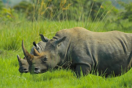 Afričtí nosorožci žijí v končinách, kde právo mnoho neznamená a korupce je běžná. / Ilustrační foto