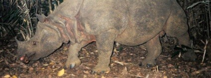 foto: Ujung Kulon National Park / WWF / iucnredlist.org