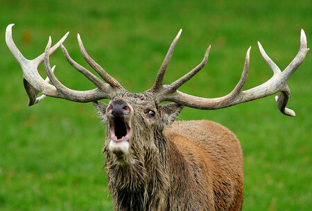 Ale ačkoli má jelen evropský fyzickými parametry navrch, dlouhodobě prohrává Ale ačkoli má jelen evropský fyzickými parametry navrch, dlouhodobě prohrává