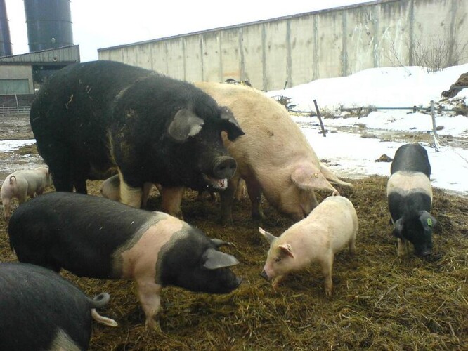 Přeštická černostrakatá prasata na Biofarmě Sasov