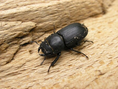 Výzkum budou provádět odborníci z Ústavu ochrany lesů a myslivosti. V každé lokalitě zanechají šest oknových pastí na brouky, které budou zavěšeny na stromech. Výzkum se uskuteční dohromady v osmi lokalitách Moravy. / ilustrační foto