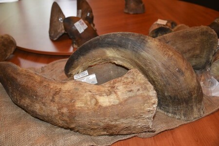 Diplomata Pak Čche-čunga údajně zatkla v květnu při pašování 4,5 kilogramu nosorožčích rohů z JAR mosambická policie. Ilustrační foto.