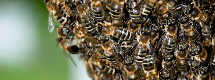 Odpovědní činitelé rozhodli "kvůli závažnosti útoku" zápas raději odložit