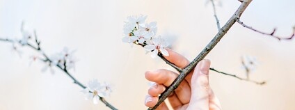 Foto: Roman Kraft / Usplash