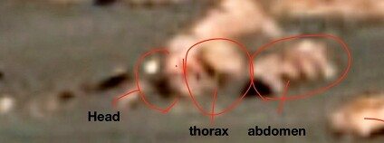 Foto: Dr. William Romoser / Ohio University