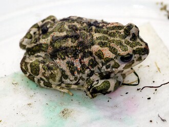Duchapřítomné dámy žabku odchytily, dle internetu dokonce i správně určily a provizorně zavřely do malého akvária k vlhkomilným rostlinám