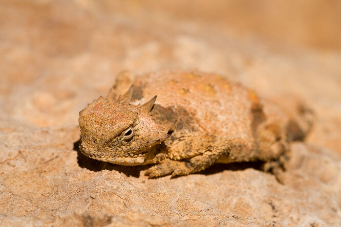 Celkem pohraniční kontrola objevila 43 ropušníků a devět hadů. Ilustrační foto