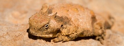 Ropušník druhu Phrynosoma modestum Foto: Patrick Alexander Flickr