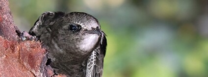 Rorýs obecný Foto: Emili V. López Álvarez Flickr