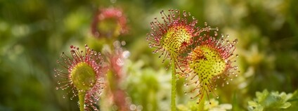 Masožravá rosnatka okrouhlolistá Foto: AOPK ČR