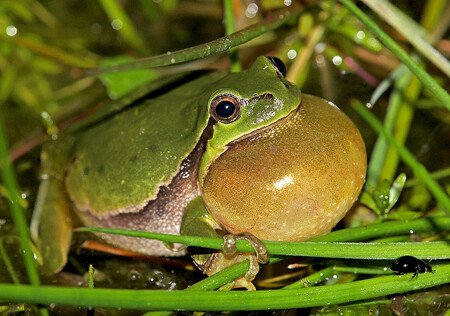 Není tady ještě někdo jiný? Francouzští vědci prozkoumali parazitickou taktiku při lákání samiček u rosniček zelených