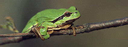 Rosnička zelená Foto: Marek Szczepanek Wikimedia Commons