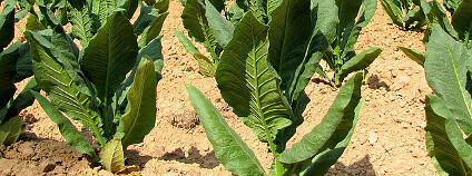 Uvést tento projekt v život by nemělo být příliš nákladné. Na snímku rostliny tabáku. Foto: Quadell/Wikimedia commons Uvést tento projekt v život by nemělo být příliš nákladné. Na snímku rostliny tabáku. Foto: Quadell/Wikimedia commons