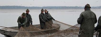 Výlov rybníku Rožmberk Foto: Přemysl Otakar Wikimeda Commons