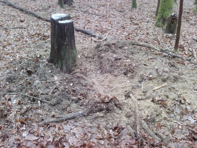 Ryjící prase likviduje hlodavce, žáby i hmyz. V takovém lese roste význam „únikových“ dutých stromů, příp budek.