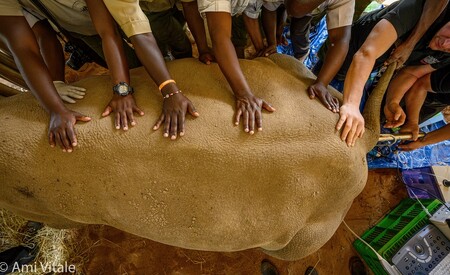 Mezinárodní vědecký tým včetně odborníků ze Zoo Dvůr Králové nad Labem loni v prosinci vytvořil třetí životaschopné embryo nosorožce bílého severního, jemuž hrozí vyhynutí.