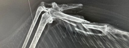 Foto:  Záchranná stanice pro živočichy ČSOP Vlašim