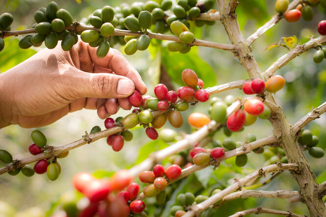 Ruční sběr kávových třešní.