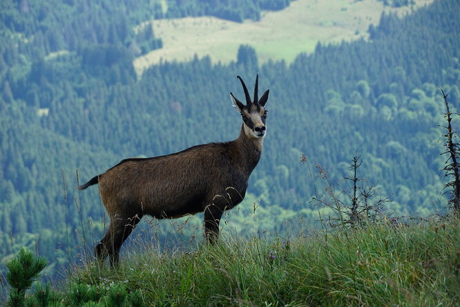Kamzík horský se v České republice podle ní vyskytuje sporadicky. Ilustrační foto