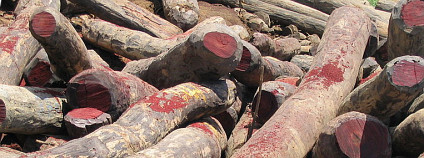 Foto: Erik Patel / Wikimedia Commons