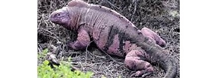 Růžový leguán Foto: Rimini Wikimedia Commons