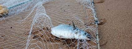 Foto: ollie harridge / Flickr