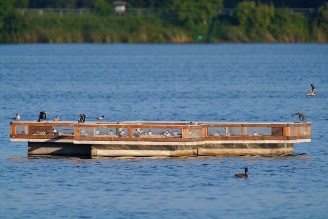 Ostrov pro rybáky na Prostředním rybníce, který je součástí NPR Lednické rybníky.