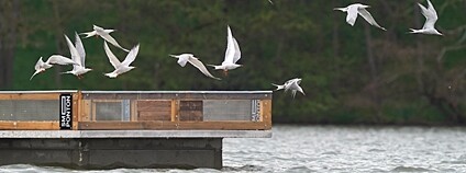 Rybáci na rybníce Stolařka Foto: Ondřej Ryška ČSO