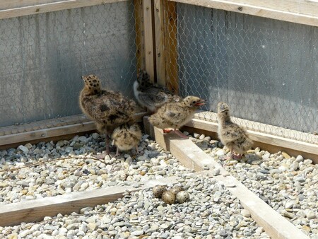 Umělá hnízdiště rybákům na jezerech vybudovali před časem odborníci ve snaze navrátit jednoho z nejohroženějších ptačích druhů v zemi do regionu