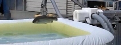 Foto: Whooshh Inovations